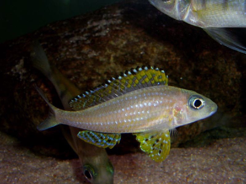 Xenotilapia papilio 'Kanoni'